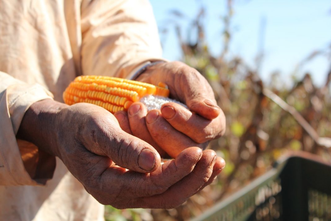 Governo publica MP que zera PIS/Cofins na importação de milho